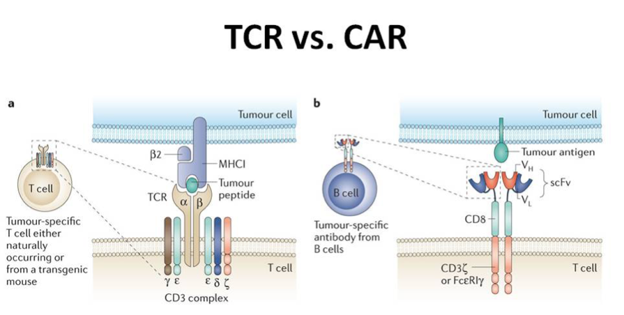 Immune Cell Identification and Selection