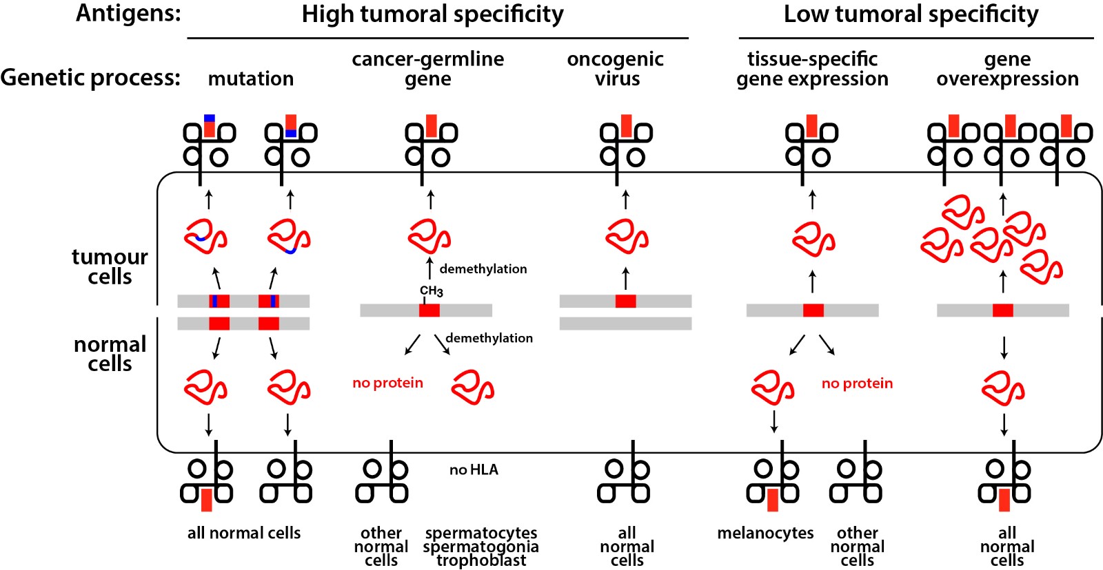 Cancer Vaccine Discovery