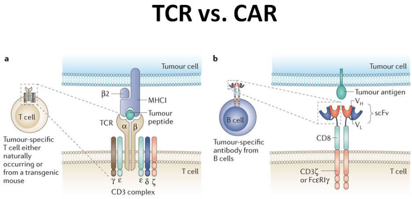 Engineered Immune Cell Development