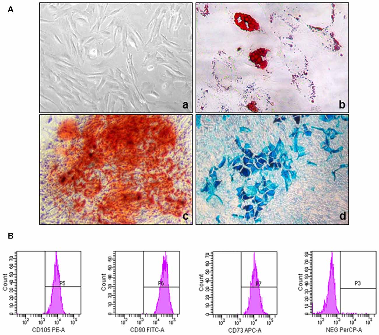 Phenotypic and functional characterization of MSCs