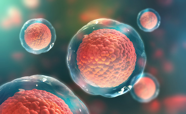 Stem Cell Assay Development & Screening