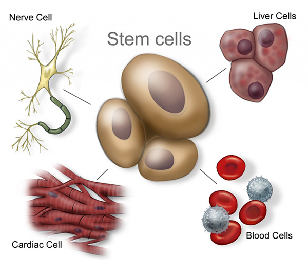 Stem Cell Characterization