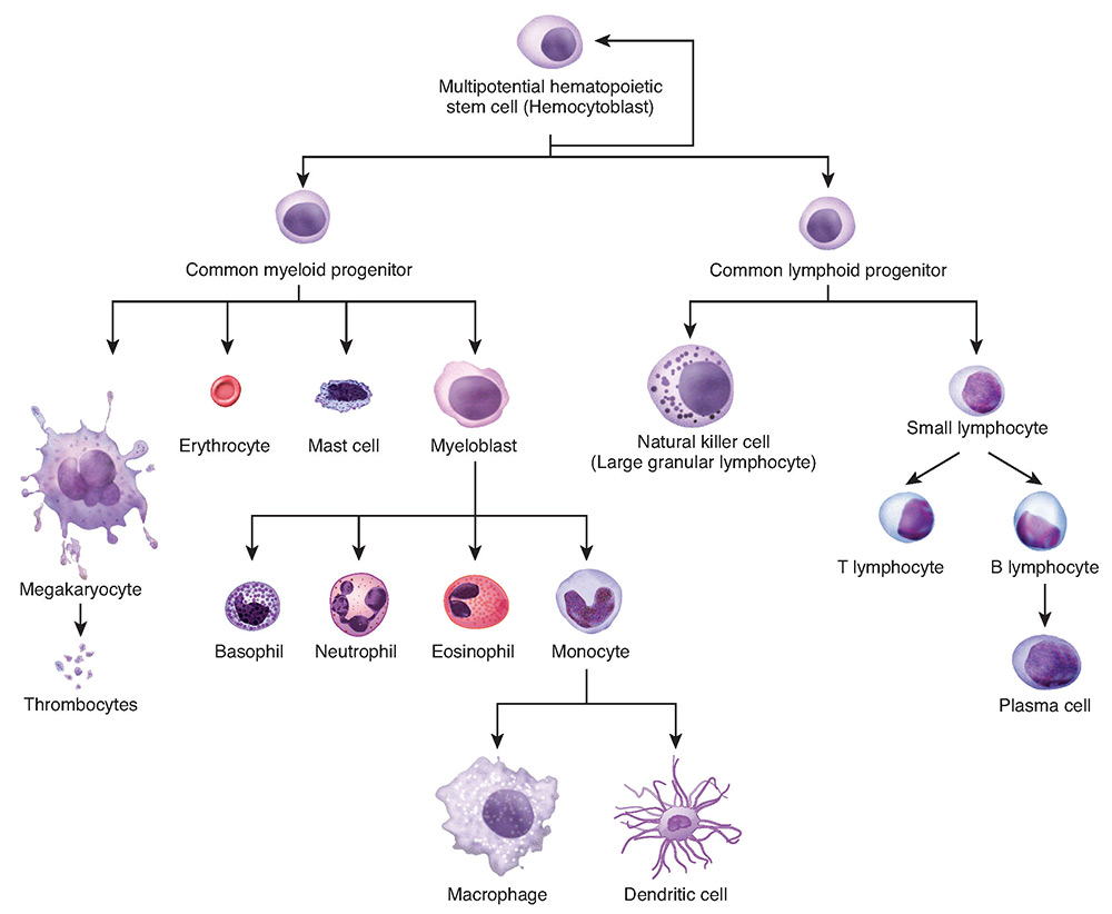 Stem Cell Differentiation