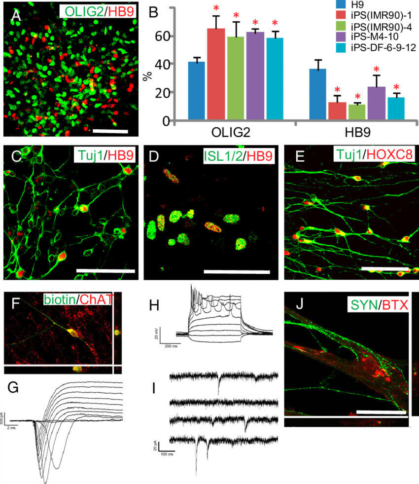 Generation of iPSC-derived functional motor neurons