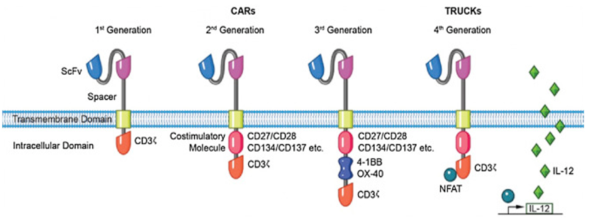 CAR Cell in vitro/vivo Assay