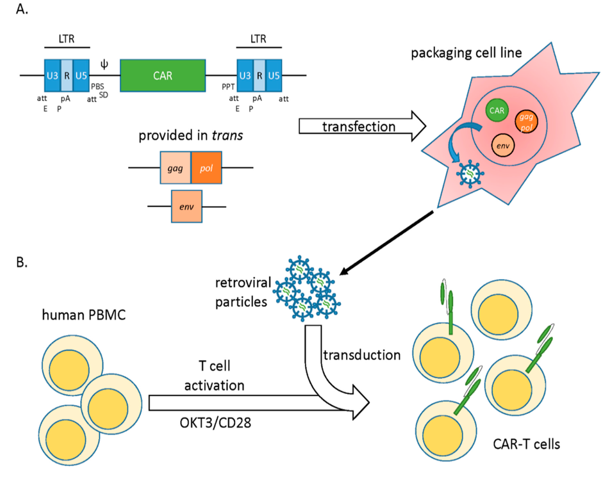 CAR Gene Package