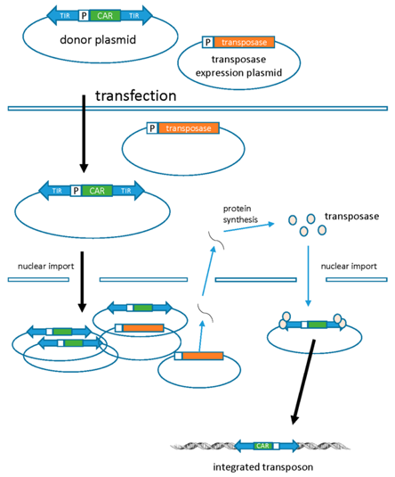 CAR Gene Package