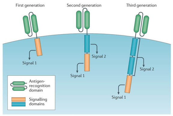 CAR-T & -NK Cell Construction