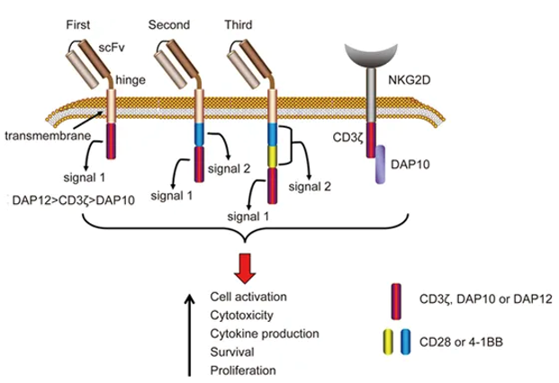 CAR-T & -NK Cell Construction