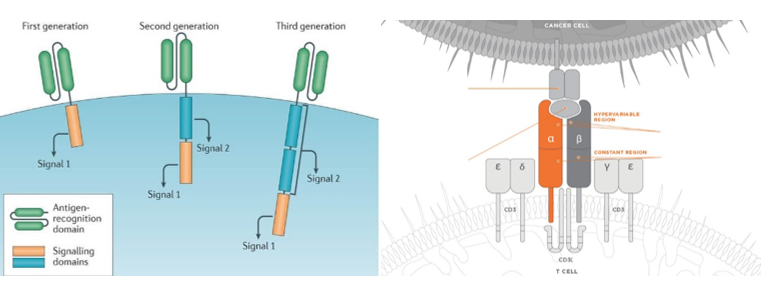 Immune Cell Identification and Selection