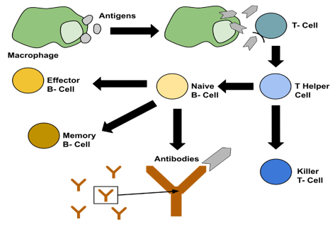 Immune Cell Identification and Selection