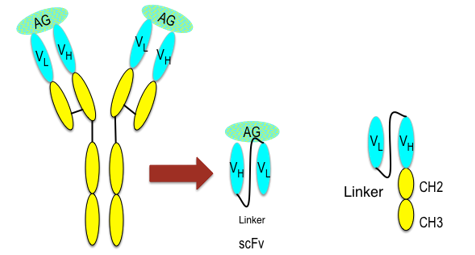 ScFv Generation