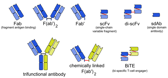 ScFv Generation