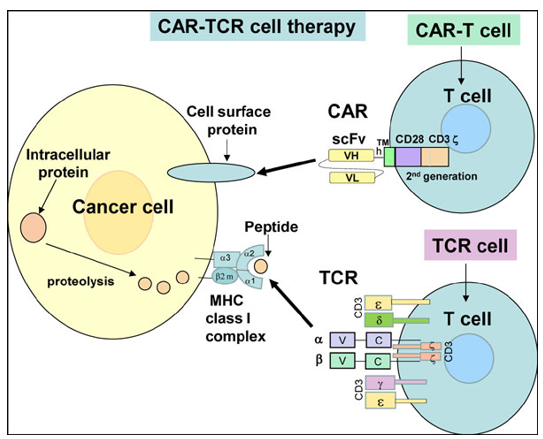 Stable Cell Line Generation