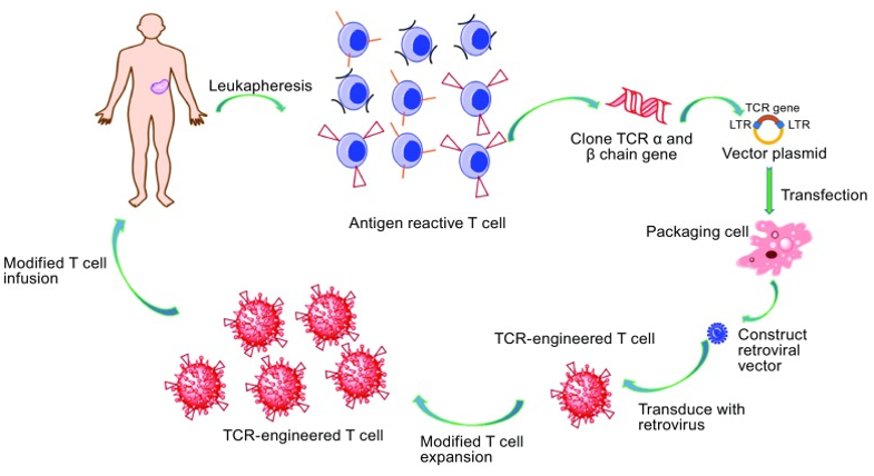 TCR-engineered T cell Development