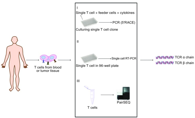 TCR-engineered T cell Development